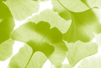 Green ginkgo leafs - Ginkgo biloba on white background