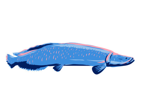 WPA poster art of arapaima, pirarucu or paiche, a bonytongue in the genus Arapaima native to the Amazon River or R&iacute;o Amazonas in South America done in works project administration or Art Deco style.