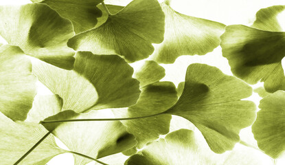 red ginkgo leafs - Ginkgo biloba on white background