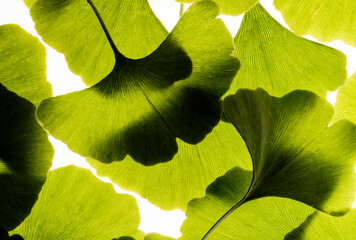 Green ginkgo leafs - Ginkgo biloba on white background