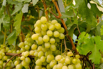 Harvest of grapes. Ripening yellow grapes in autumn.