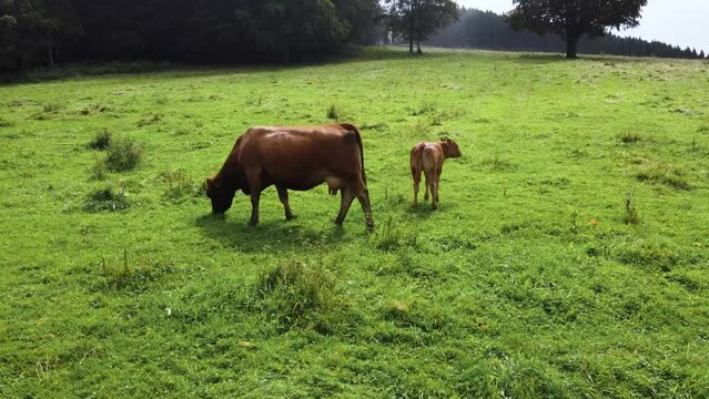Toma a&eacute;rea de vacas y becerro pastando un prado en lo alto de las monta&ntilde;as