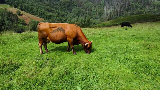 Toma a&eacute;rea de una vaca de monta&ntilde;a comiendo pasto