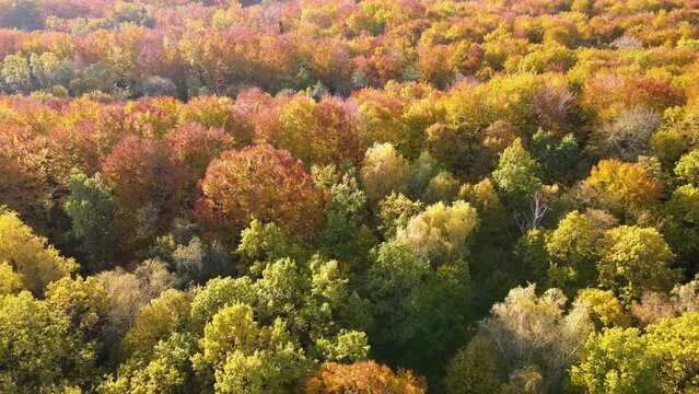 Aerial view of lush forest with colorful canopies in autumn woods on sunny day. Landscape of autumnal wild nature