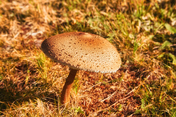 Macrolepiota procera. Lepiota procera mushroom growing in grass.