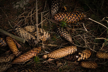 Szyszki leżące na w lesie na podłożu wśród uschniętych gałązek. 