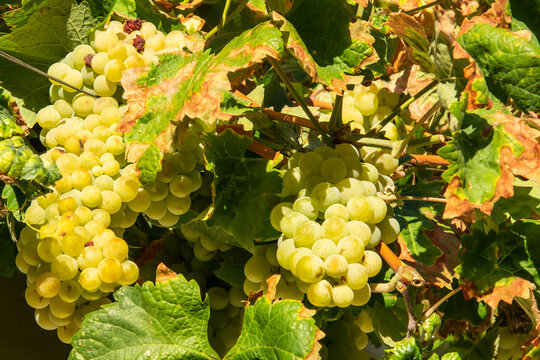 Racimos de uvas amarillas maduras, colgando de la Parra y ba&ntilde;adas por los rayos del sol.