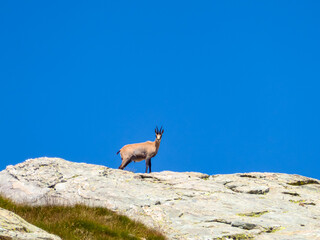 Wild mountain goat (alpine chamois) in Valley of Marble (Vallée des merveilles) in the Mercantour National Park near Tende, Provence-Alpes-Côte d'Azur Alpes-Maritimes, France. Rupicapra with blue sky