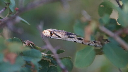 Gopher snake Colorado