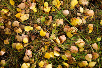 Trawa pełna żółtych i brązowych liści - obrazy, fototapety, plakaty