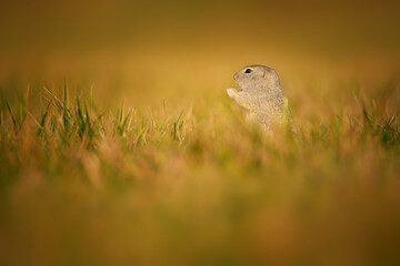 The European ground squirrel - Spermophilus citellus - also known as the European souslik