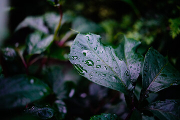 Krople deszczu na liściu ciemnozielonej rośliny. © Karol