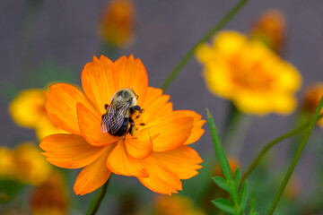 A honeybee with full pollen sacks get some nectar from this yellow, orange and green poppy flower in our yard in Windsor in Upstate NY.