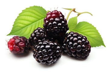 blackberry on a white