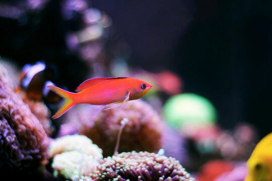 Randall's Anthias - (Pseudanthias randalli) 