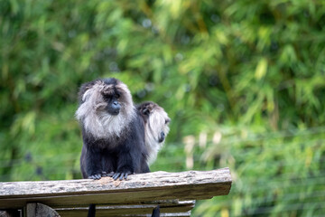 macaque