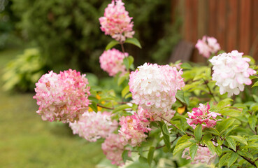 white-pink hydrangea flowers in the garden in summer