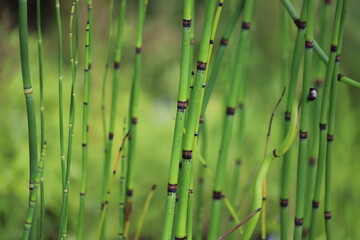 Equisetum hyemale commonly known as rough horsetail, scouring rush, scouringrush horsetail or snake...