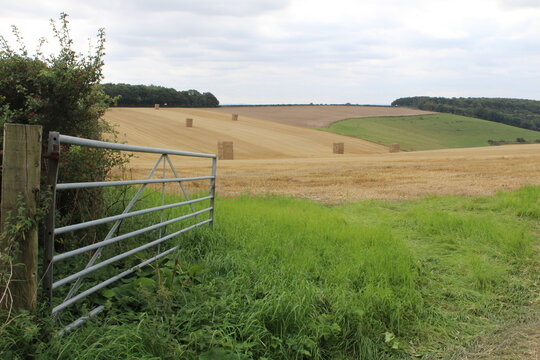 Market Weighton East Riding of Yorkshire August 23rd
2023 Square bales of hay in a field waiting to be harvested on a summers day in the UK