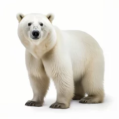 Foto op Plexiglas White polar bear on white background,illustration created with generative AI technologies © Ludmyla