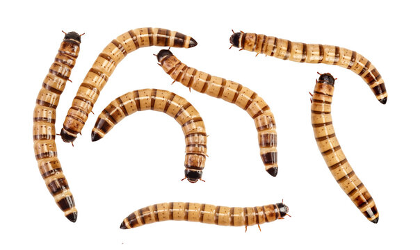 Worms larvae zophobas isolated on white background. Food for exotic animals. Top view. Flat lay