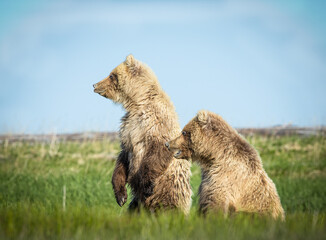 Two Coastal Brown Bear cubs on the alert in a meadow in Katmai National Park, Alaska.