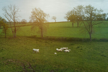 Cows of a light Aquitanian breed graze in the rays of the setting sun on a green meadow in spring.