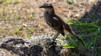 Photograph of a beautiful Chalk-browed mockingbird.	