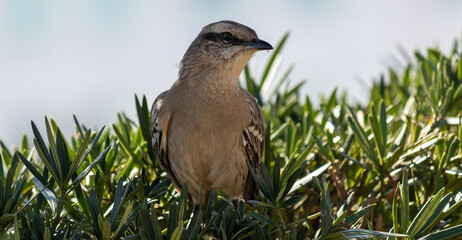 Photograph of a beautiful Chalk-browed mockingbird.	