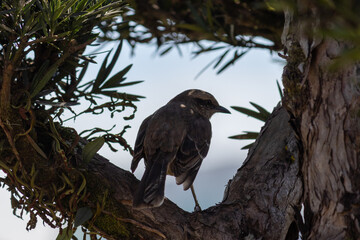 Photograph of a beautiful Chalk-browed mockingbird.	