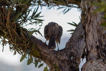 Photograph of a beautiful Chalk-browed mockingbird.	