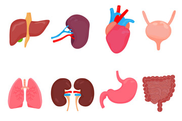 Collection of human organs in cartoon style, anatomical collection - obrazy, fototapety, plakaty