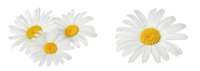 chamomile or daisies isolated on white background . Set or collection.