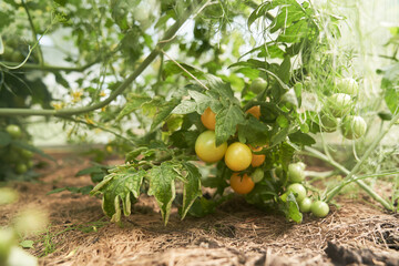 Top quality tomatoes, orange and green, ripe and unripe fell to the ground. A large bunch of green and red tomatoes growing in a greenhouse. High quality photo