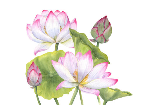 Composition with pink Lotus flower, Bud and Leaves Delicate blooming Water Lily. Watercolor illustration isolated on white background. Hand drawn set for cosmetics packaging, spa center
