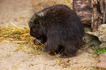 North American porcupine (Erethizon dorsatum)