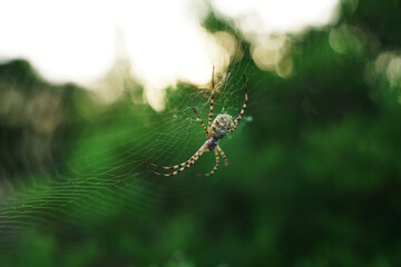ARGIOPE LOBATA, SPIDER ON A WEB IN THE GREEN