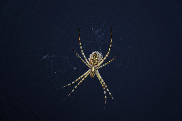 Argiope lobata, spider on cobweb and black background