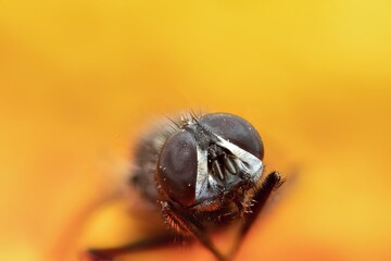 Eyes on the big flies