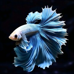 Fototapeta premium Blue Rare tiger fish in aquarium