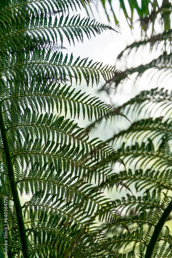 Poster Fern leaf texture and background