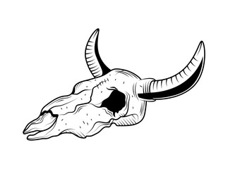 western bull skull