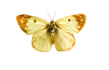 Male pale Clouded Yellow butterfly (Colias hyale) isolated on transparent background. Object with...