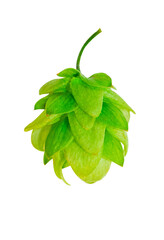 Fresh Green Hop plant cone isolated on transparent background. Brewery, bakery design element. Ripe hops for beer production, bread making, brewing concept
