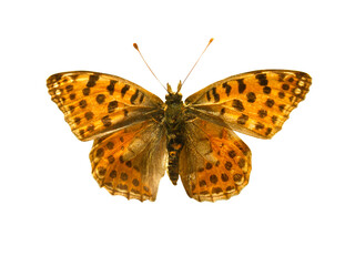 Orange butterfly with black dots and open wings in a top view as a flying insect butterflies. Breed Argynnis niobe isolated on transparent background.