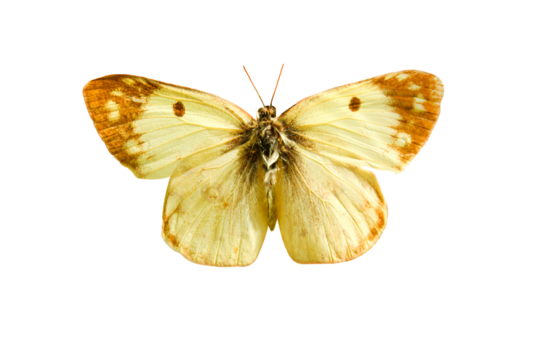 Male pale Clouded Yellow butterfly (Colias hyale) isolated on transparent background. Object with clipping path.