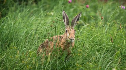 HARE - Cute mammal in the grass