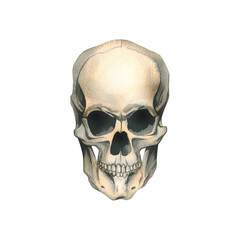 Obraz premium Human skull full face realistic evil, terrible, spooky. Hand drawn watercolor illustration for day of the dead, halloween, Dia de los muertos. Isolated object on a white background.