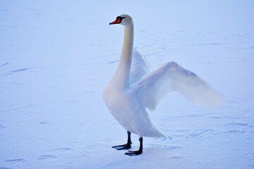 Schwan im Winter
