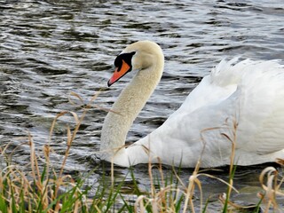 Schwan auf See